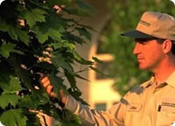 トゥルグリーンは、年間プログラムでお庭のお困りごとを解決します。樹木のメンテンスでは、年間7回、約7週間ごとの施肥および害虫防除、樹種に合った時季の剪定といった定期的なサービスを実施。樹木の「健康」をケアしながら定期管理をします。